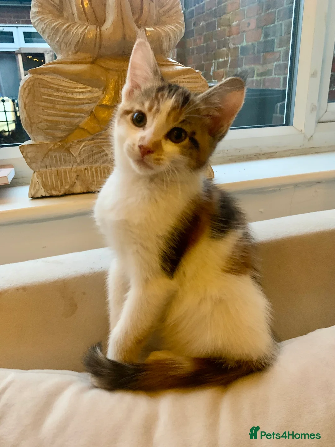 Mixed Breed cats for sale: READY TO GO little half Maine Coon kittens  - Advert 2