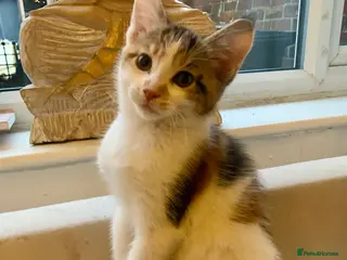 Mixed Breed cats READY TO GO little half Maine Coon kittens - Advert 5