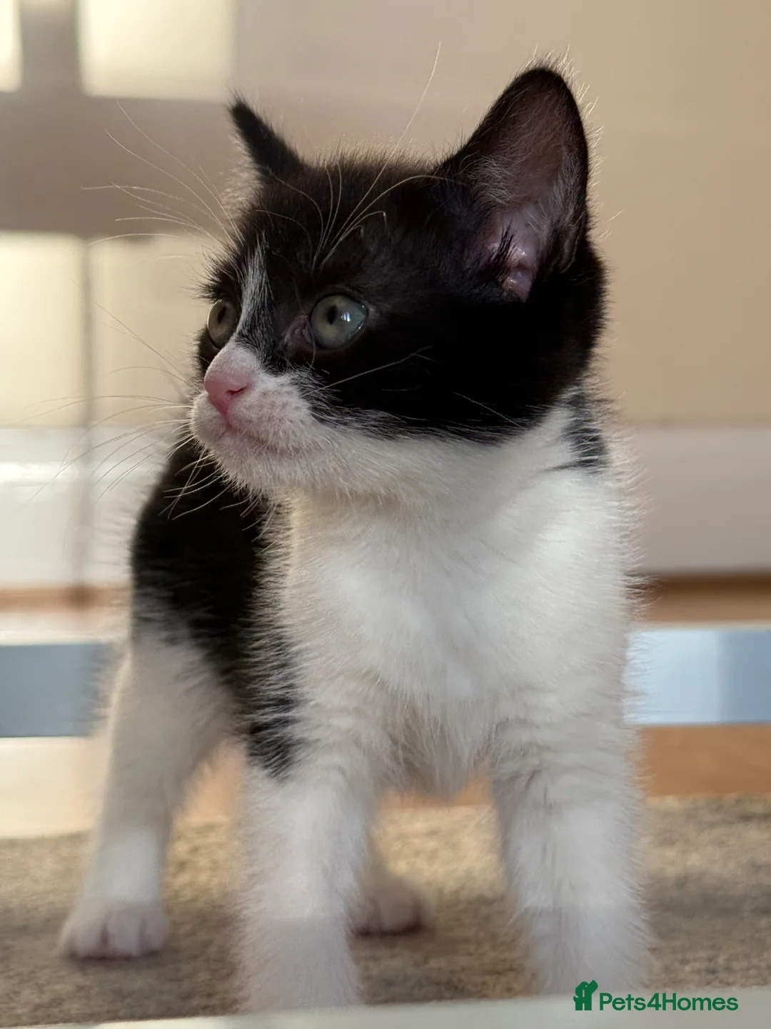 Mixed Breed cats for sale: Playful kittens - Advert 5