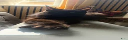 Maine Coon cats for sale: Maine coon - Advert 16