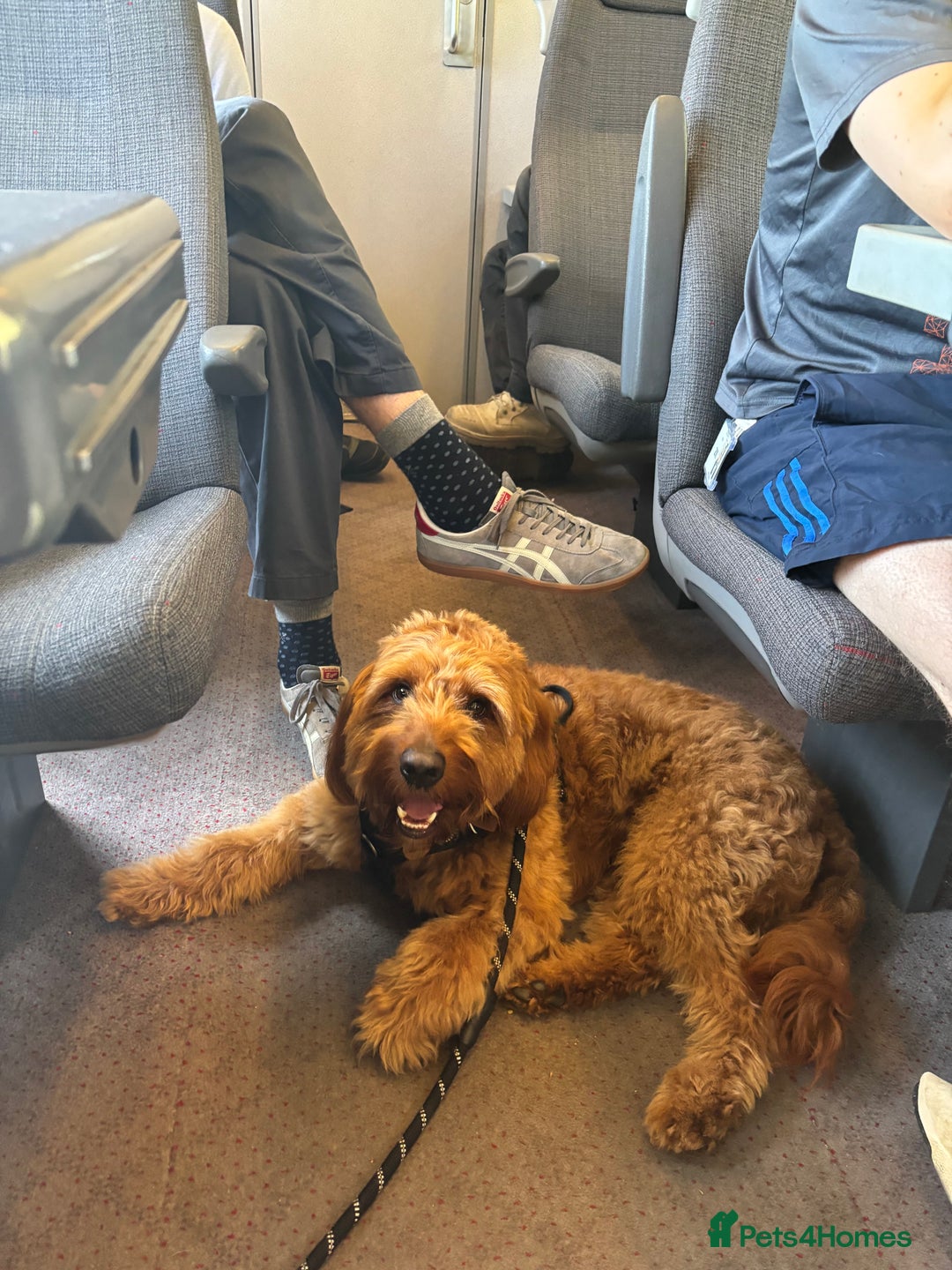 Australian Labradoodle dogs for stud: Australian Labradoodle Stud – Excellent Bloodlines - Image 31