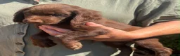 Cocker Spaniel dogs for sale: Gorgeous cocker spaniel pups - Advert 4