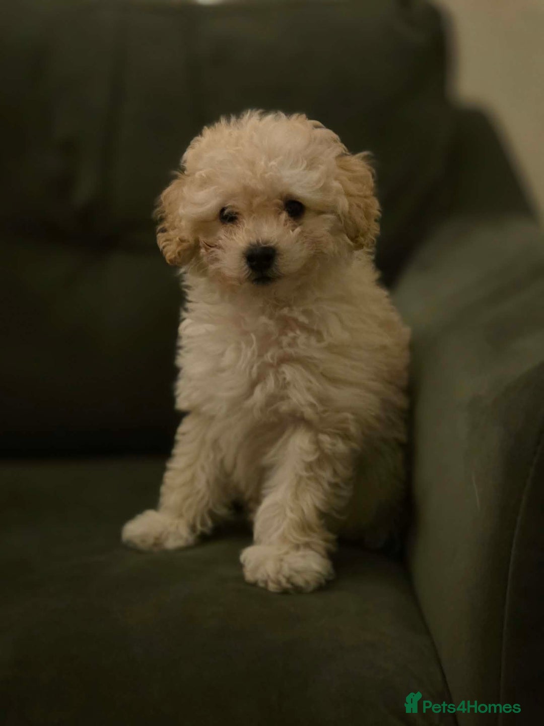 Maltipoo dogs for sale: Nancy (small toy breed cross)  - Advert 3