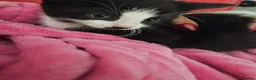 Mixed Breed cats for sale:  7 adorable kittens looking for their forever home - Advert 12