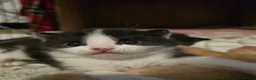 Mixed Breed cats for sale: 3 cute playful kittens available  in Birmingham - Advert 6
