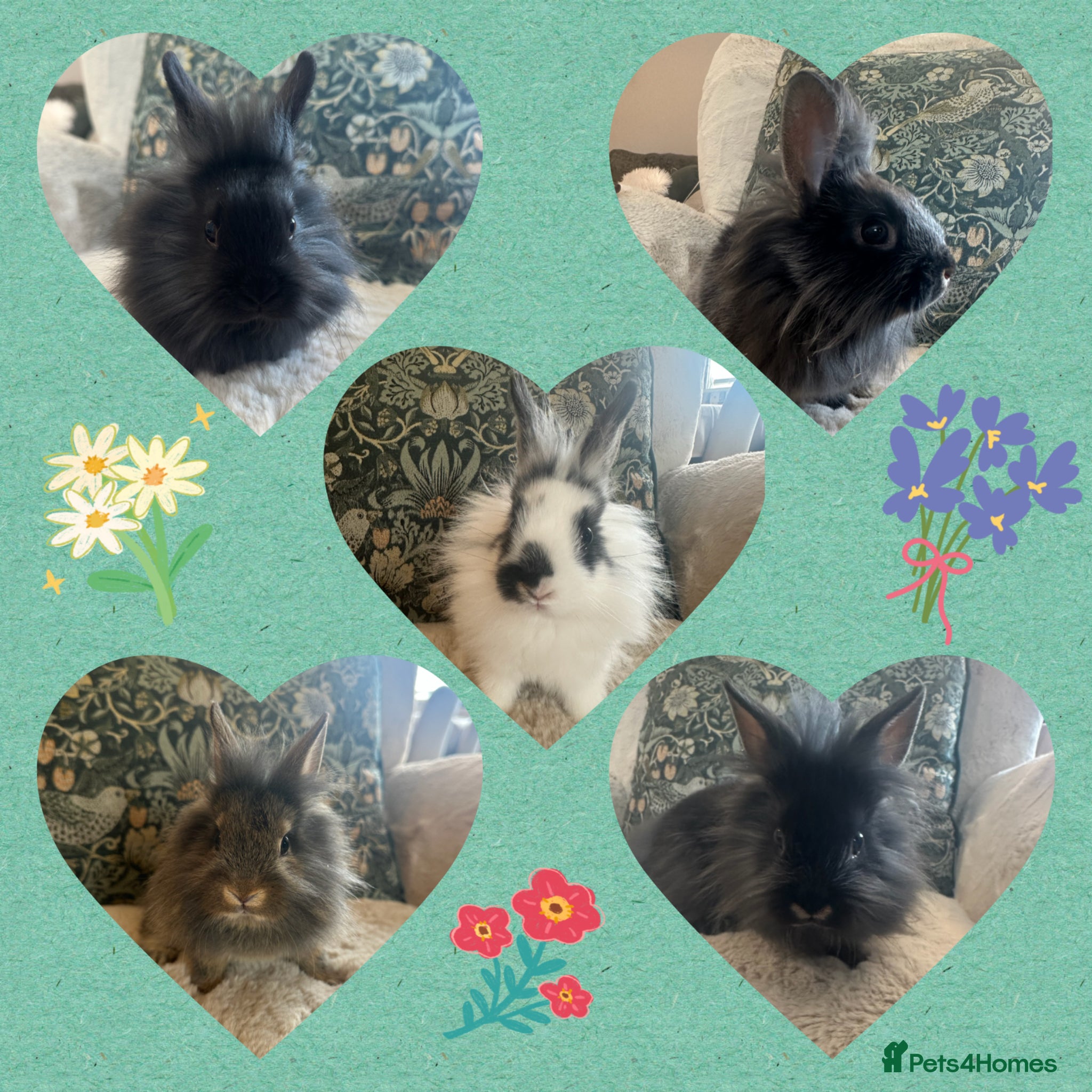 Mixed Breed rabbits for sale: Dwarf Lionhead Bunnies - Advert 1