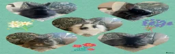 Mixed Breed rabbits for sale: Dwarf Lionhead Bunnies in Spalding - Advert 1