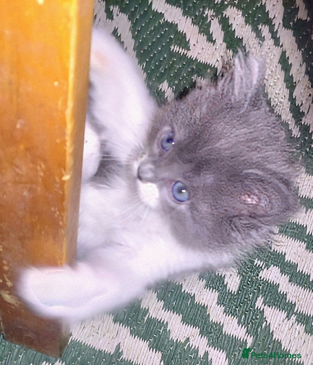 Mixed Breed cats for sale: Cross ragdoll Persian kittens  - Advert 2