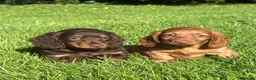 Dachshund dogs for sale: Adorable long haired miniature dachshund puppies - Advert 8