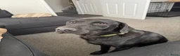 Labrador Retriever dogs for sale: Gorgeous 13-Month-Old Male Labrador Retriever  - Advert 9