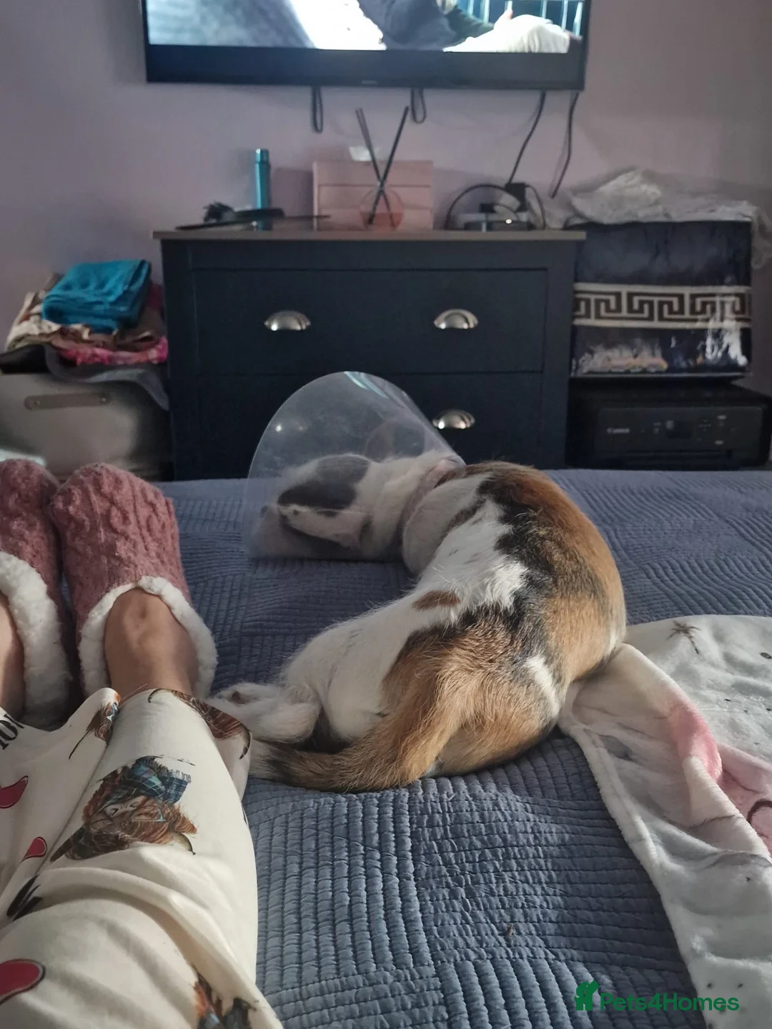 Mixed Breed dogs for sale: Angel  in Brighouse - Advert 2