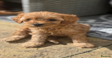 Cavapoo dogs - Advert 4