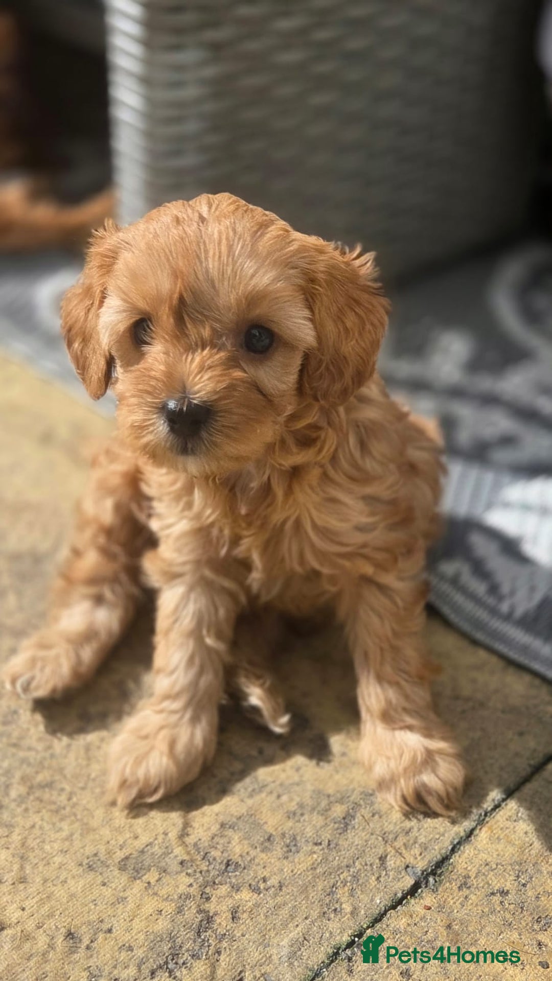 Cavapoo dogs for sale: 🌟 Rare Tiny Toy Cavapoo's F1B 🌟ready next week  - Image 8
