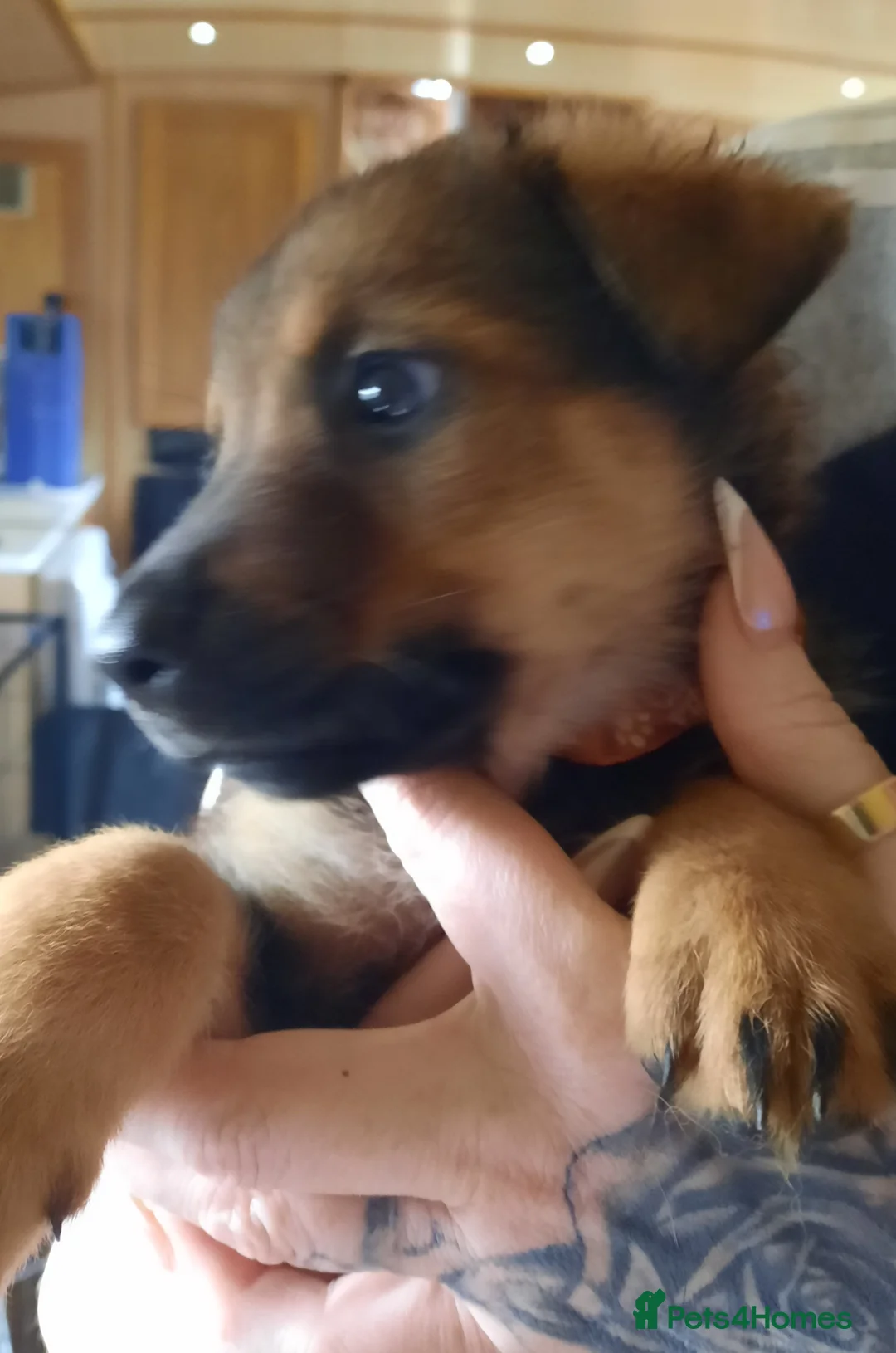 Mixed Breed dogs for sale: Rottweiler X German Shepherd Puppies  in Bristol - Advert 31