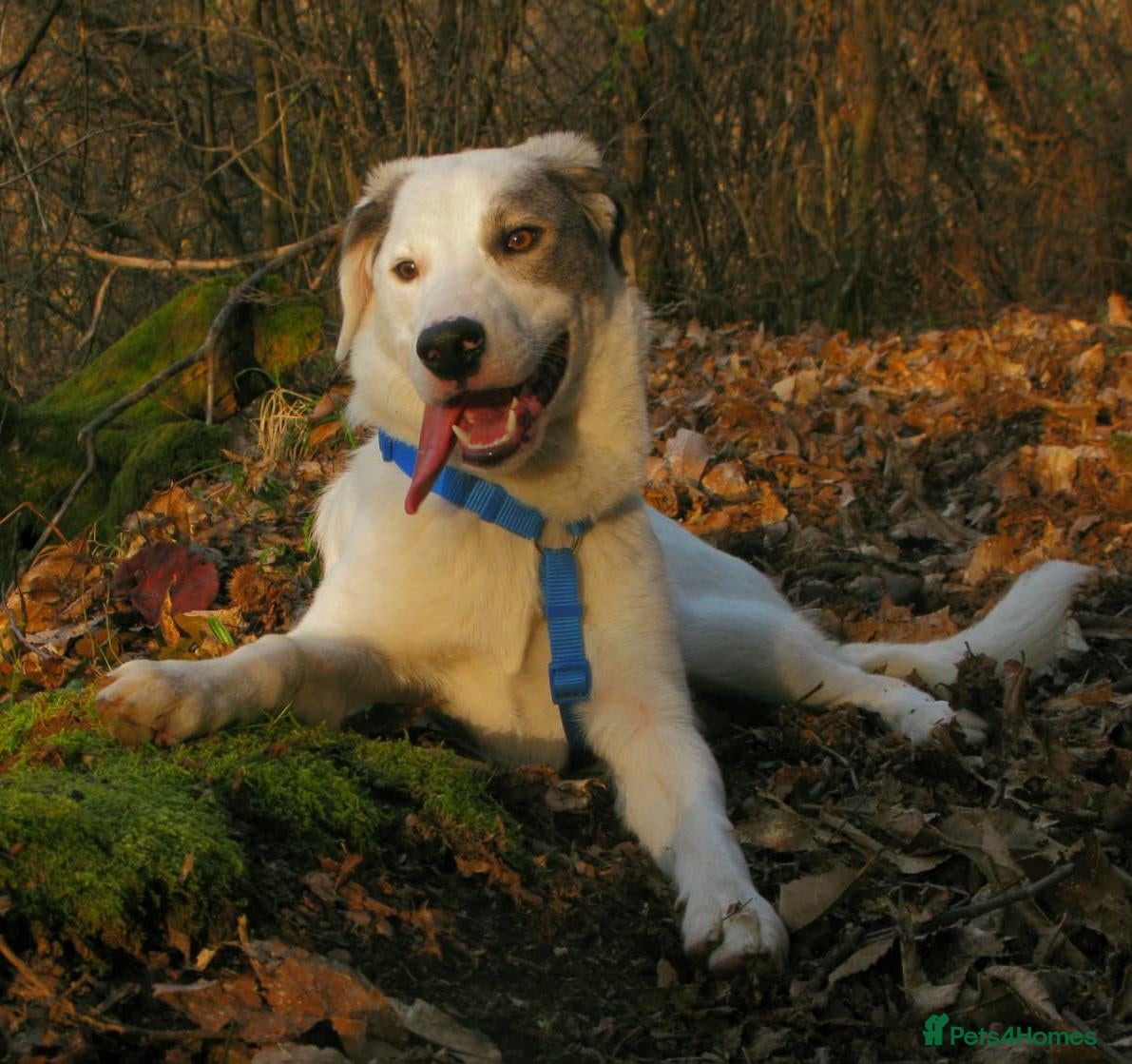 Mixed Breed dogs Trimi needs a home - Advert 2