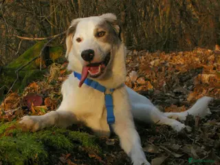 Mixed Breed dogs Trimi needs a home - Advert 2