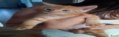 Todd