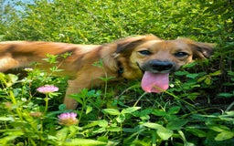Mixed Breed dogs for adoption: 🐶💖 MIAH 💖🐶 - Image 14