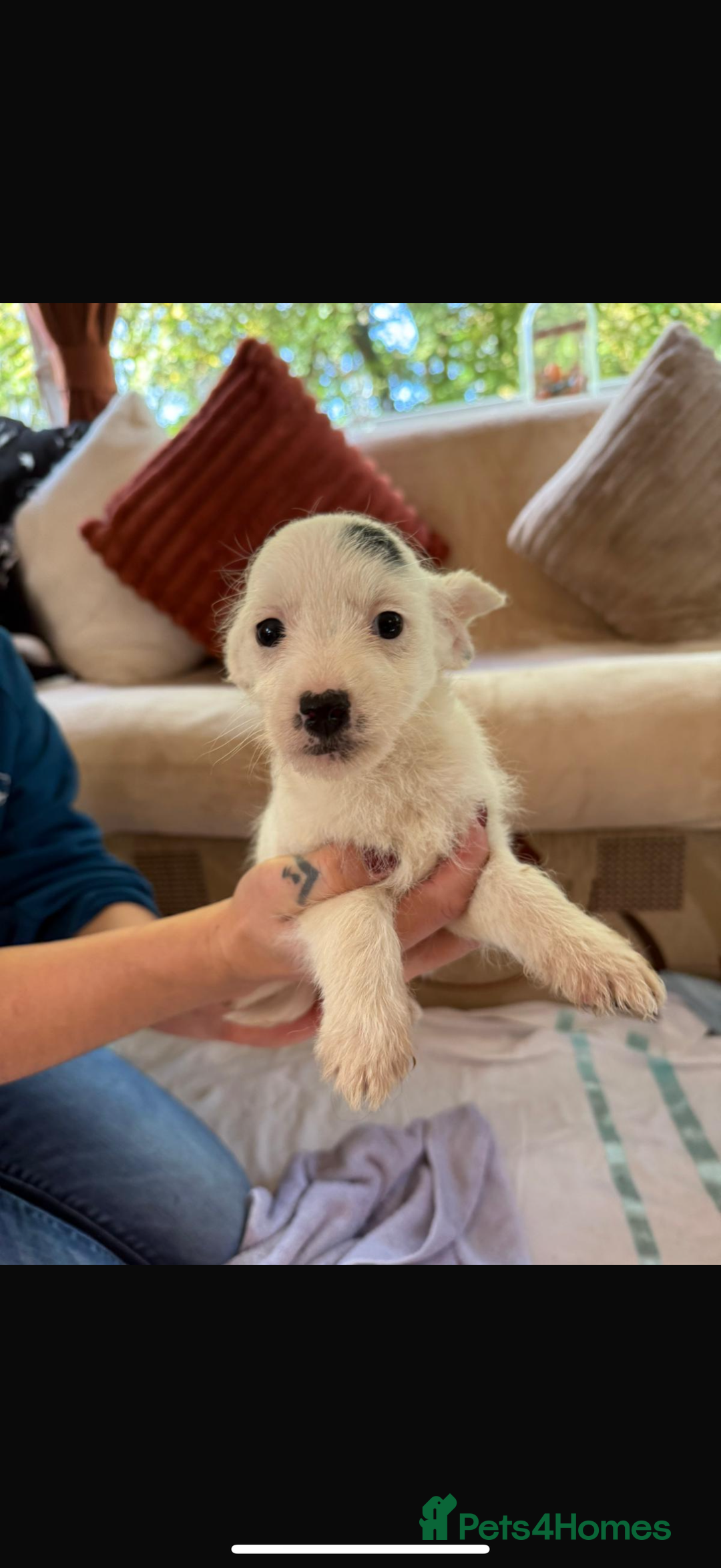 Jackapoo dogs for sale: 5 beautiful jackapoos - Image 15
