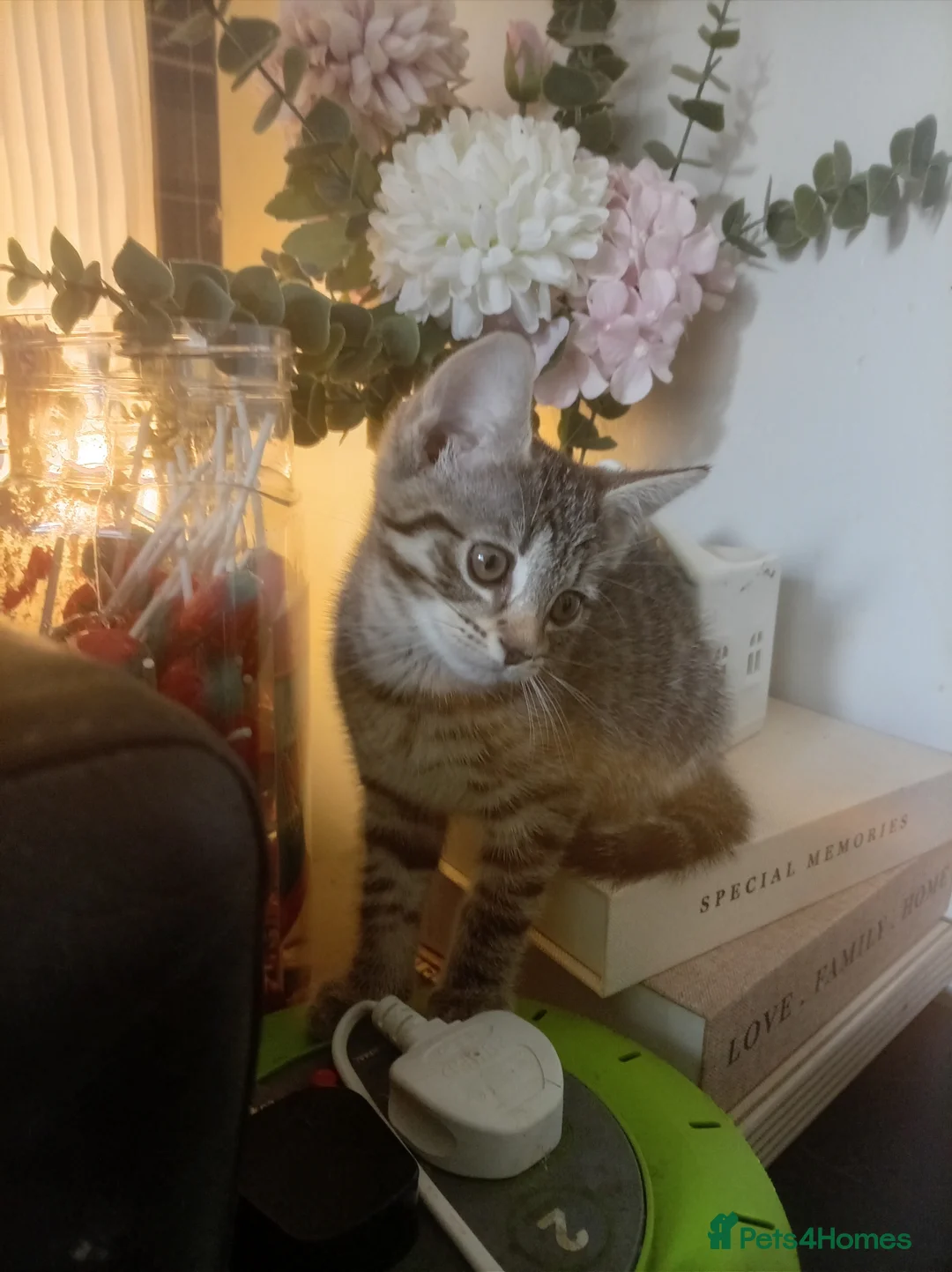 Mixed Breed cats for sale: Lovely Tabby kitten  - Advert 5