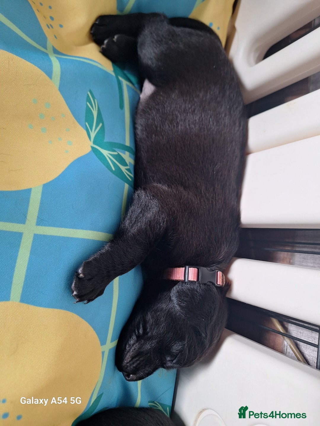 Labrador Retriever dogs for sale: Pedigree Black labrador pups  - Image 7