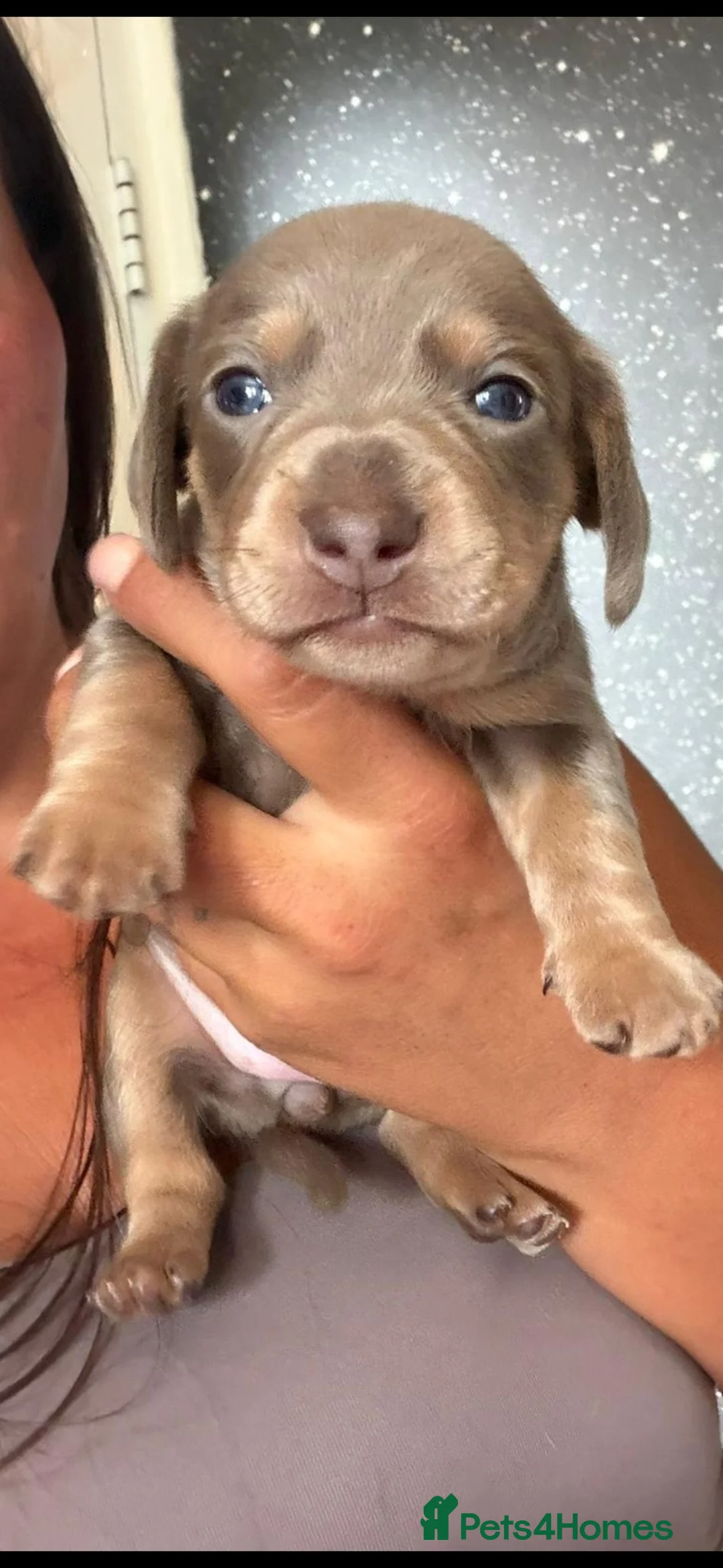 Dachshund dogs for sale: KC Registerd miniture daushands - Advert 39