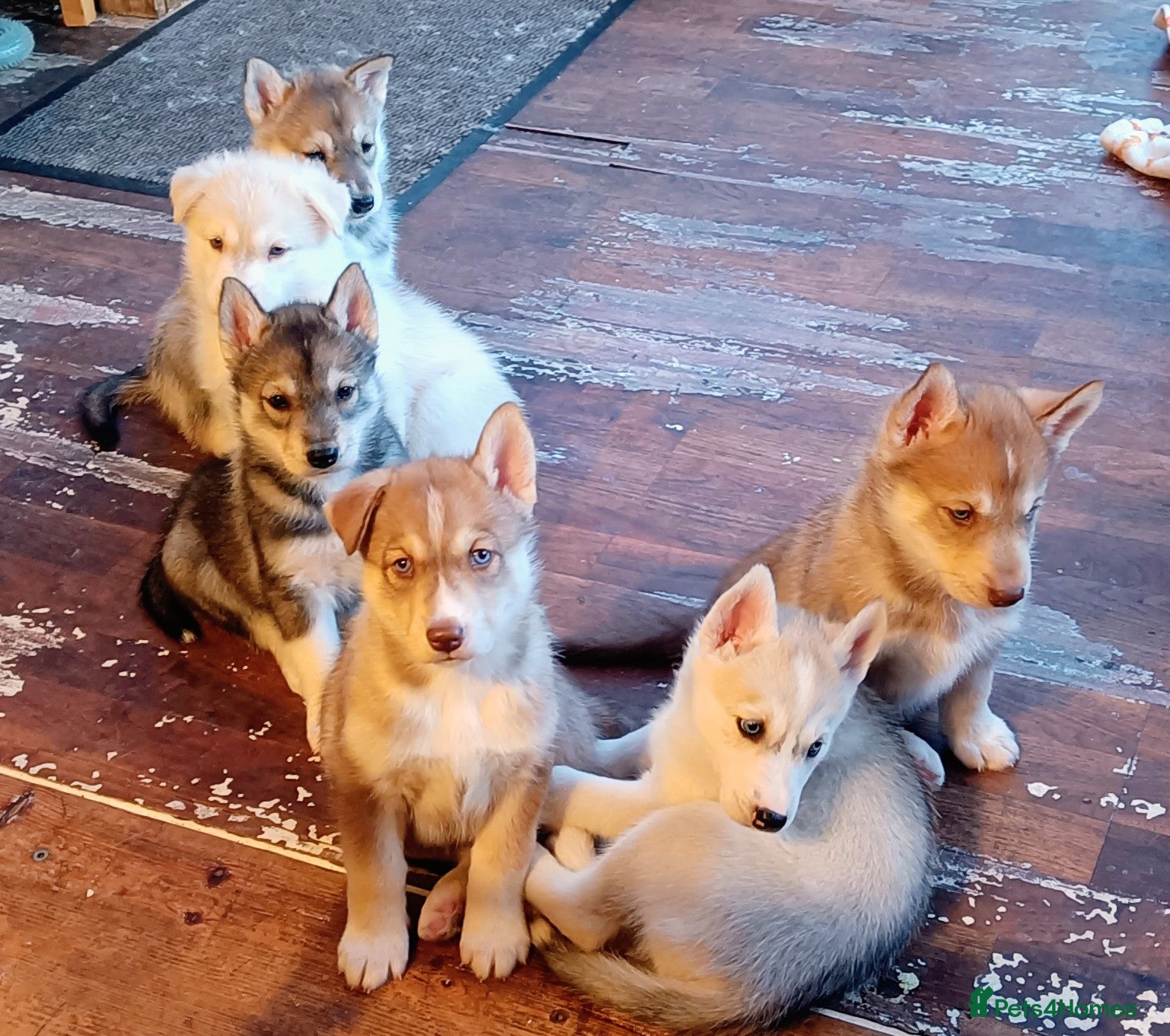 Siberian Husky dogs Beautiful litter of Siberian Huskies - Advert 3