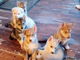 Siberian Husky dogs Beautiful litter of Siberian Huskies - Advert 3