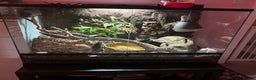 Python Snake reptiles for sale: enchi pied royal python with full bioactive setup  - Advert 1