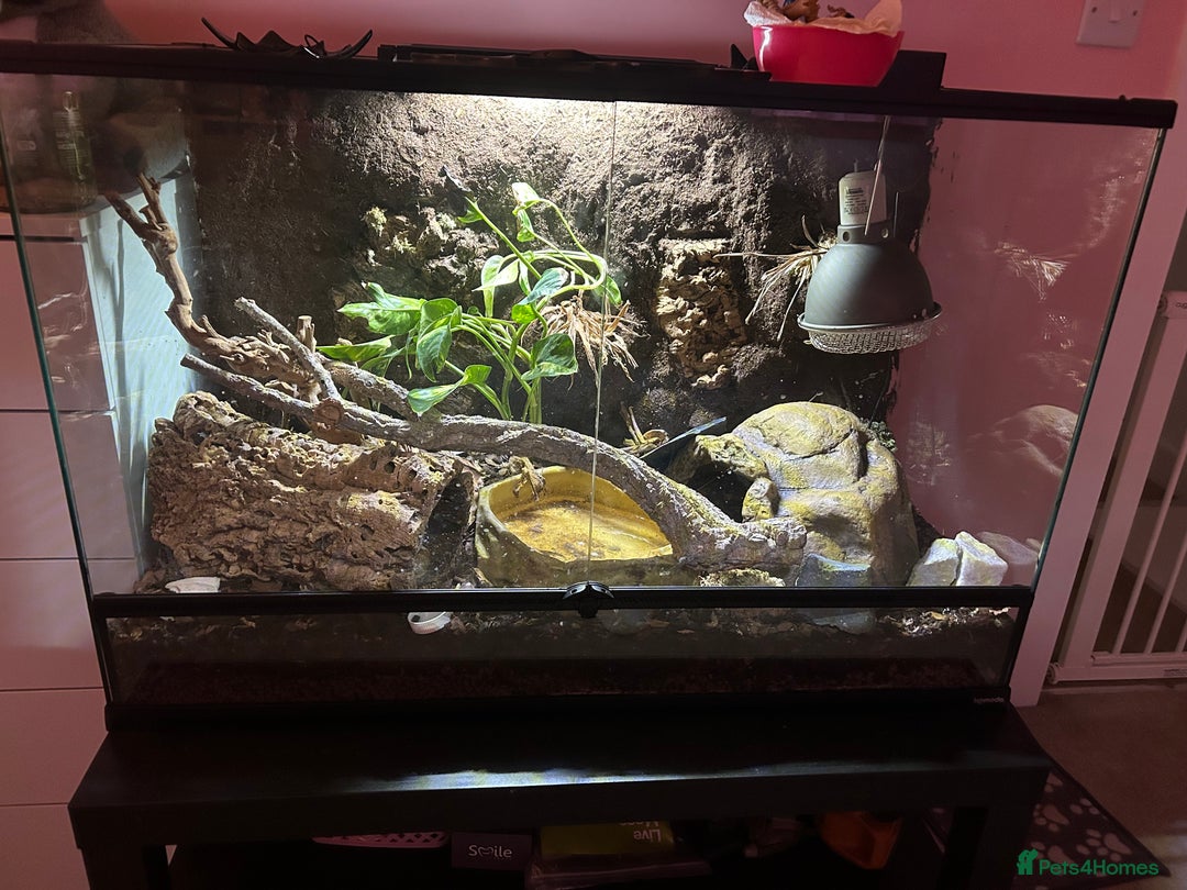 Python Snake reptiles for sale: enchi pied royal python with full bioactive setup  - Advert 1