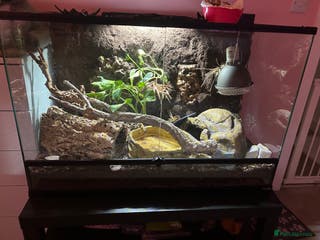 Python Snake reptiles enchi pied royal python with full bioactive setup - Advert 7