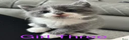 Mixed Breed cats for sale: Adorable Kittens  in Cumnock - Advert 4