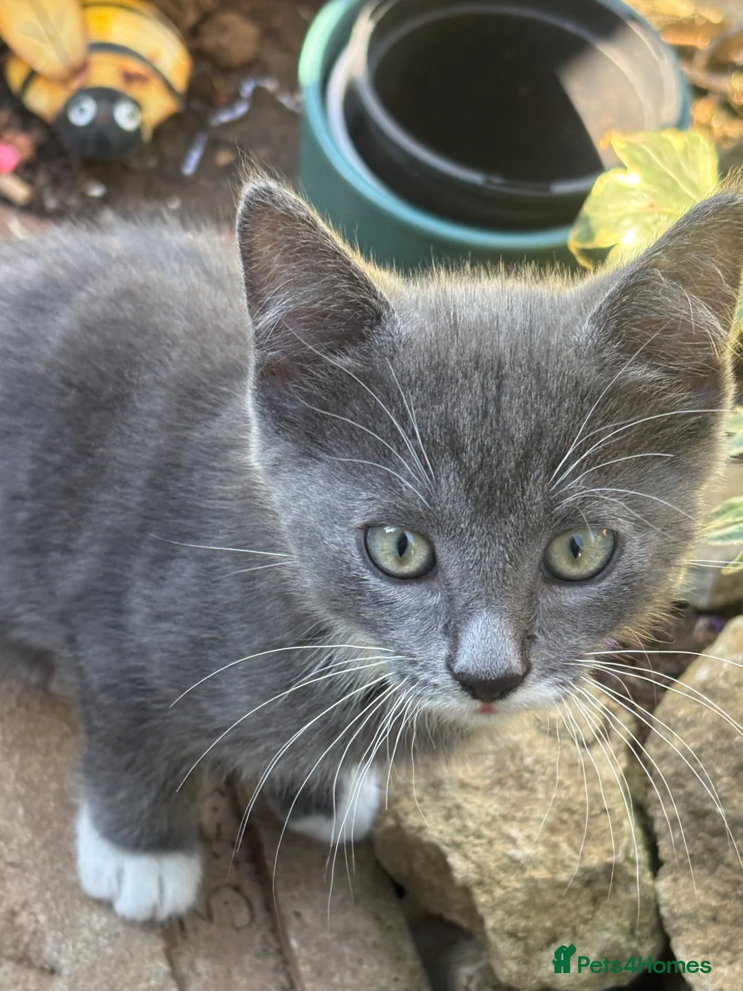 Mixed Breed cats for sale: Kittens  - Advert 2