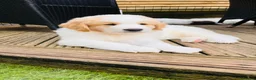 Mixed Breed dogs for sale: Golden Doodle X Pyrenees Puppies Ready next week.  - Advert 10