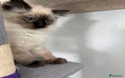 Ragdoll cats for sale: Ragdoll - Image 8