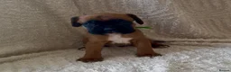 Boxer dogs for sale: Kc Reg Bobtail & tailed boxers  - Advert 6