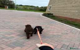 Cockapoo dogs for sale: Hank & Butch 🐾 - Image 4