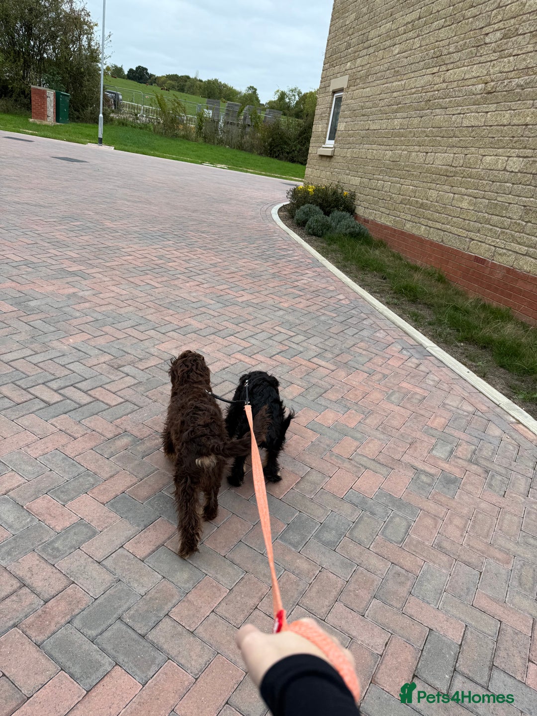 Cockapoo dogs for sale: Hank & Butch 🐾 - Image 4