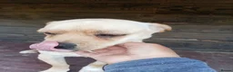 Mixed Breed dogs for adoption: BUDDY - Advert 5