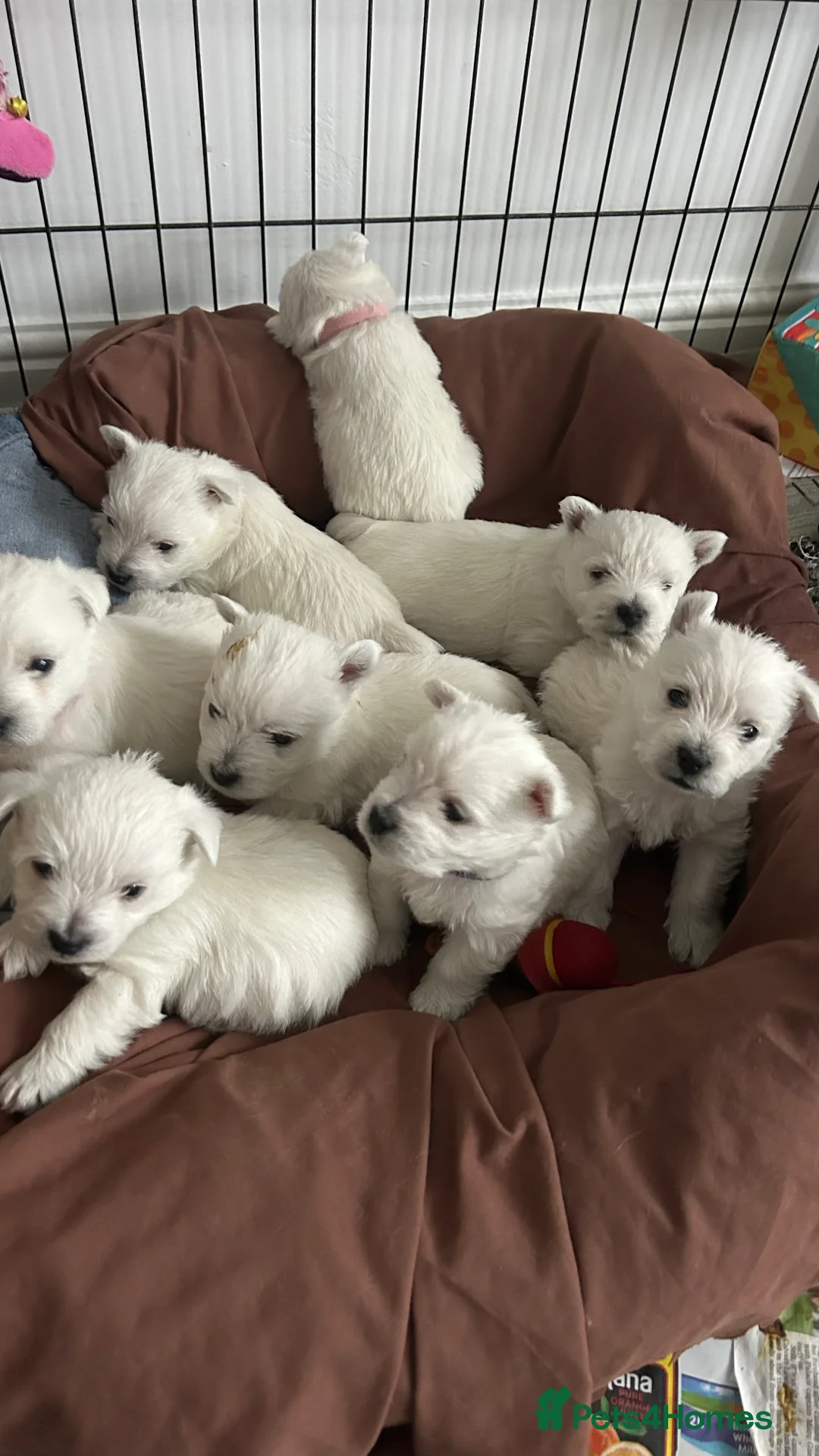 West Highland Terrier dogs for sale: Westies show quality pups ready 6.3.26 - Advert 5