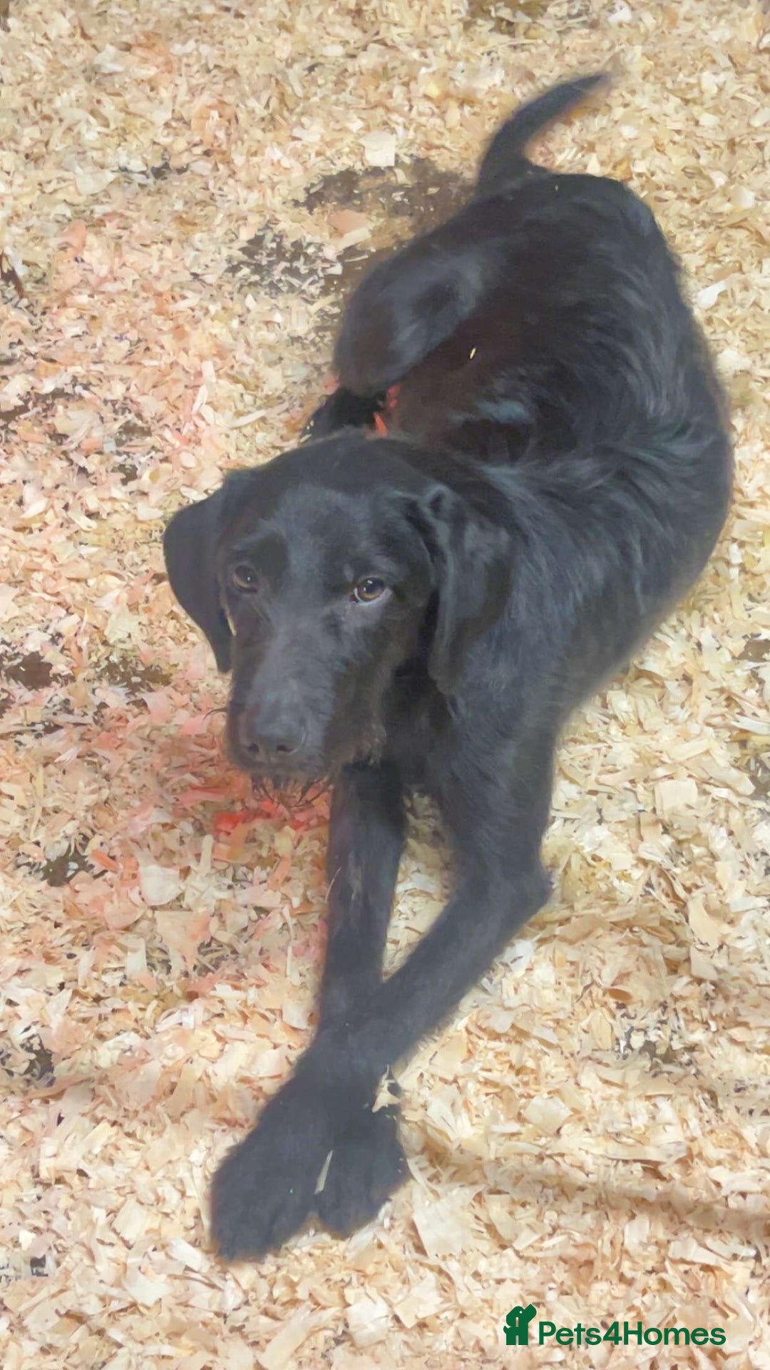 Mixed Breed dogs for sale: Pointer x Labrador puppies  - Advert 6