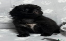 Mixed Breed dogs for sale: 4 fully vaccinated Tiny Pugingeses left  - Image 26