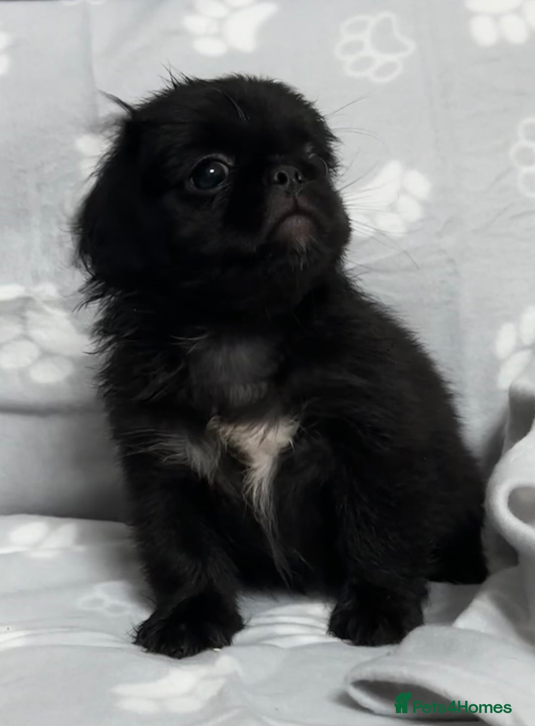 Mixed Breed dogs for sale: 4 fully vaccinated Tiny Pugingeses left  - Image 26