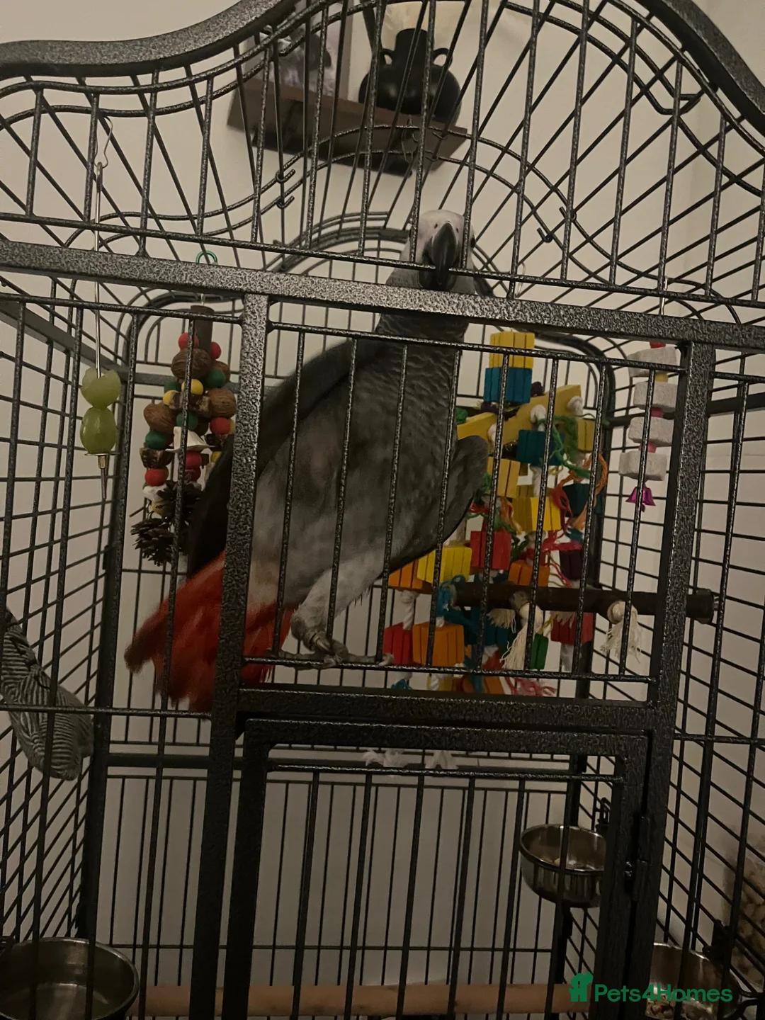 Parrots birds for sale: Talking African Grey “Gizmo” – 1 Year Old - Advert 5