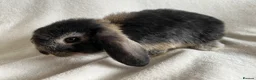 Mini Lop rabbits for sale: Mini Lops Ready To Leave Now  - Advert 4