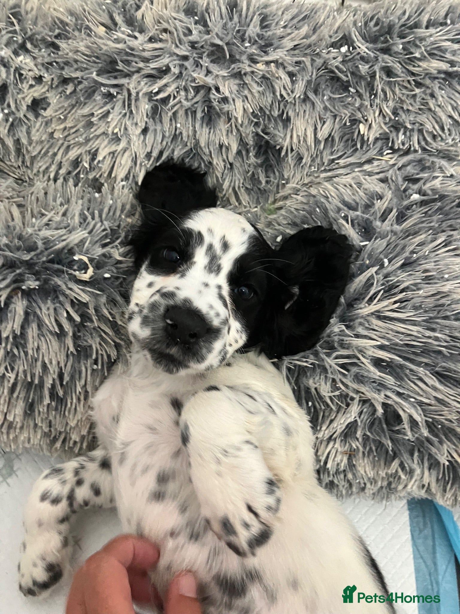 English Springer Spaniel dogs Beautiful litter springer spaniels - Advert 1
