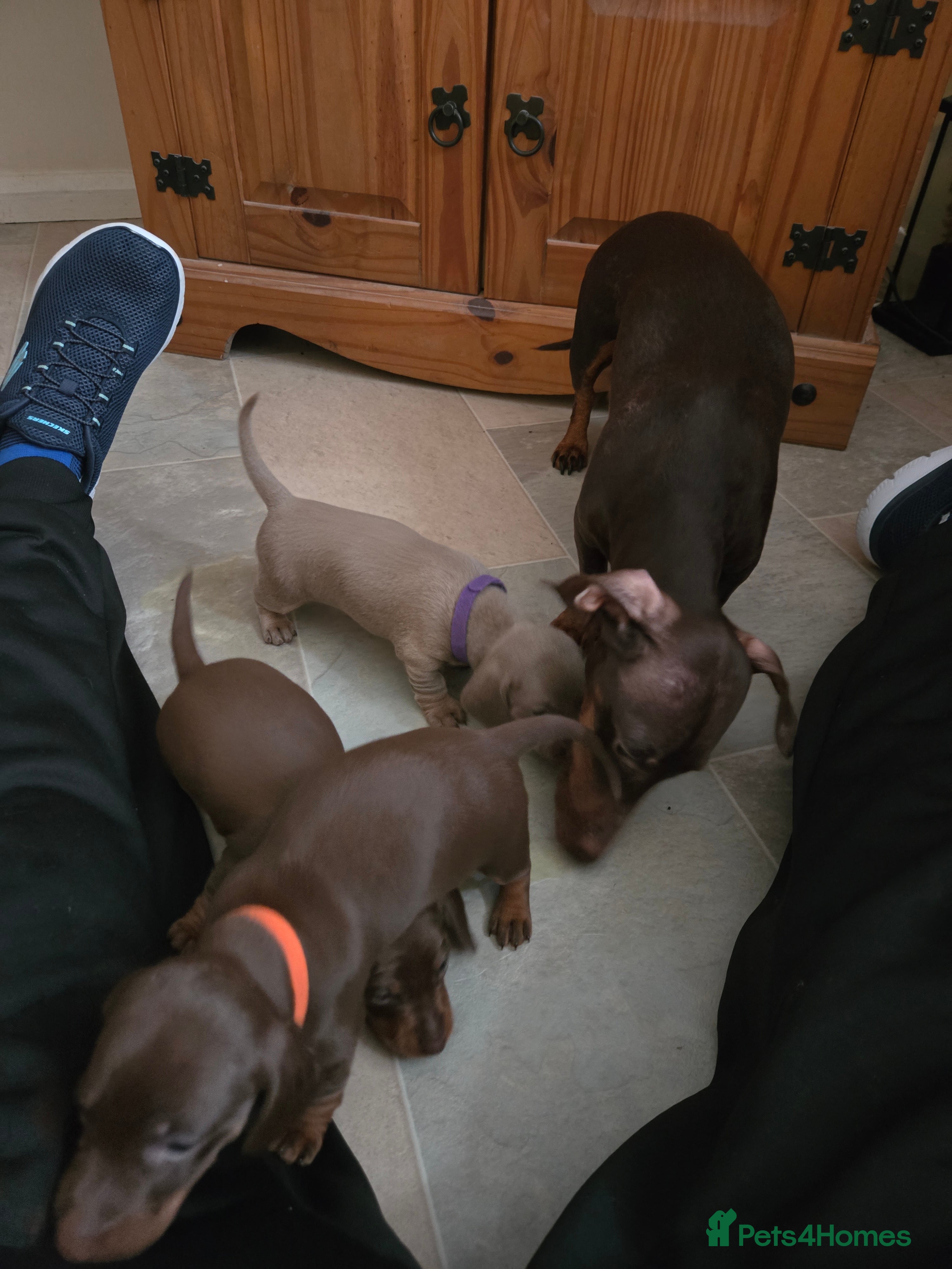 Miniature Dachshund dogs Miniature Dachshand girls  - Advert 3