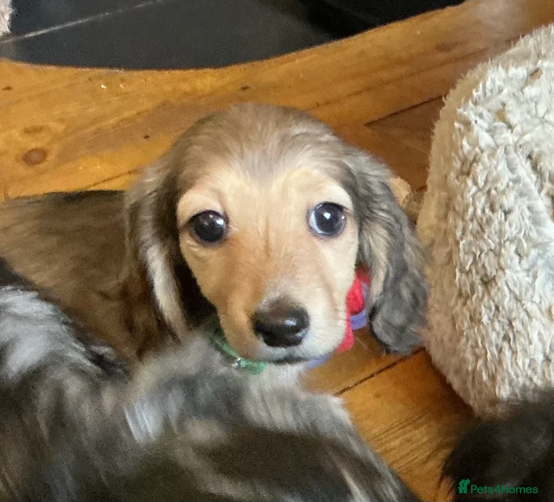 Miniature Dachshund dogs for sale: KC reg mini longhaired dachshund pups 1 girl2xboys - Advert 8
