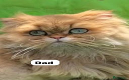 Persian cats for sale: GCCF Registered Persian Pedigree  Kittens - Image 6