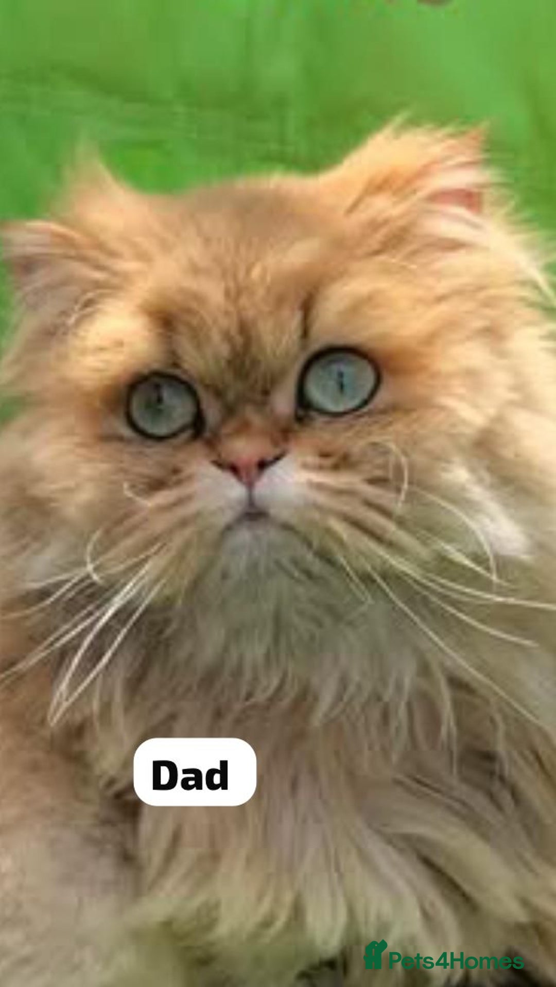 Persian cats for sale: GCCF Registered Persian Pedigree  Kittens - Image 6